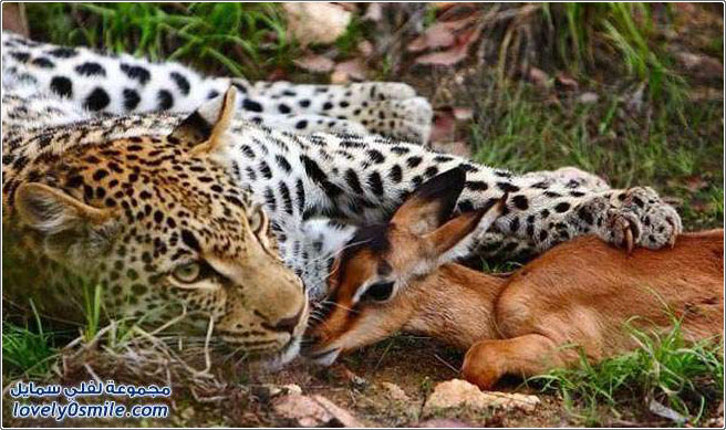 حيوان الفهد والغزال .. الحنان القاتل