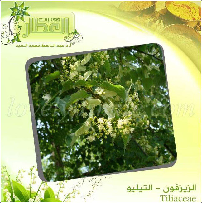 التيليو (الزيزفون) - Tiliaceae