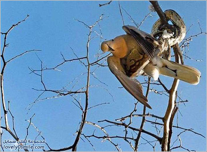 ثعبان يصطاد حمامة فوق الشجرة في جنوب أفريقيا