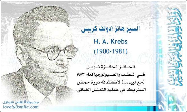     H. A. Krebs
