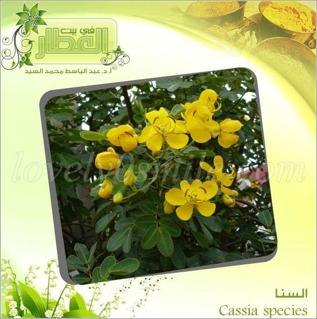   - Cassia species