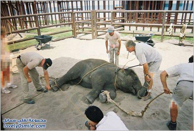 صور تدريب طفل الفيل وما يعانيه أثناء التدريب