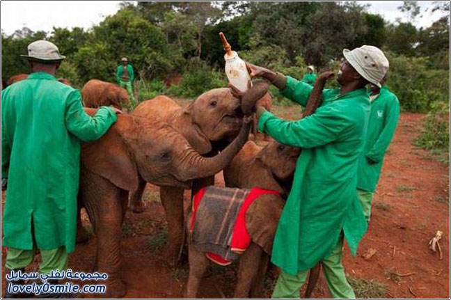 دار أيتام الفيلة في كينيا