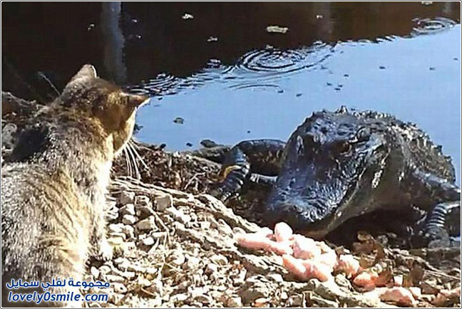 فيديو وصور: قط يهايط مع تمساح
