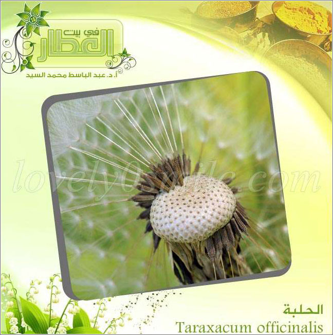الحلبة - Taraxacum officinalis