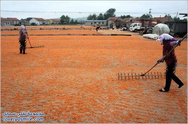 الجمبري في مقاطعة شاندونغ الصينية