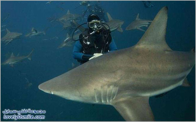 إطعام أسماك القرش جنون في جنوب أفريقيا