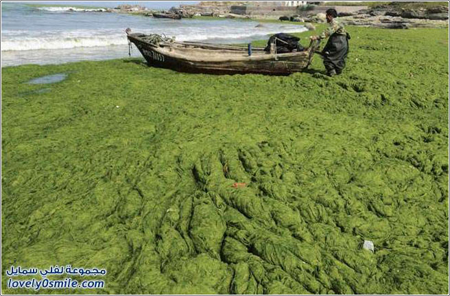 أطنان من الطحالب الخضراء على شواطئ الصين