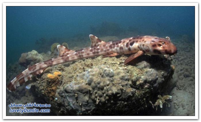 اكتشاف أسماك قرش تمشي في إندونيسيا