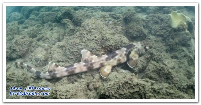 اكتشاف أسماك قرش تمشي في إندونيسيا