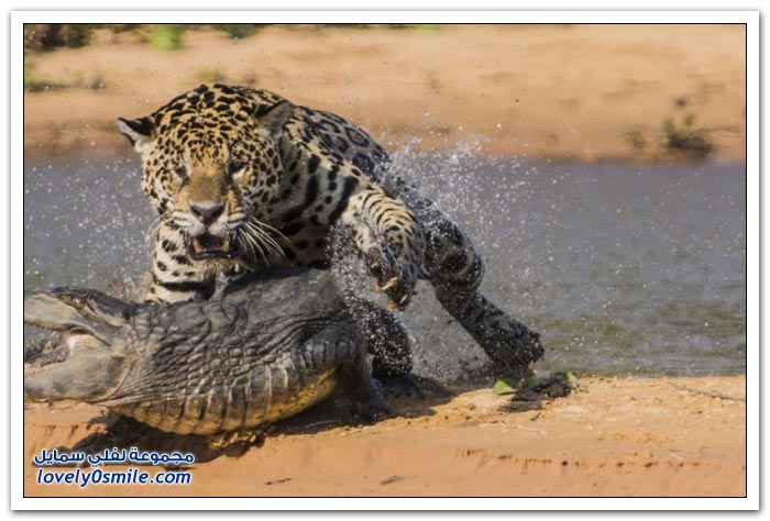 نمر يهاجم تمساح