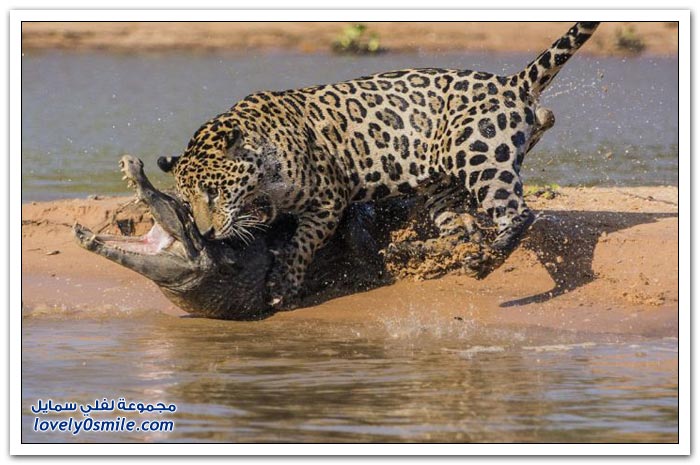 نمر يهاجم تمساح