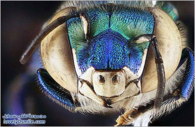 صور عالية الدقة لبعض الحشرات ج6