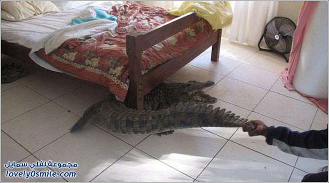تمساح في غرفة نوم في زيمبابوي