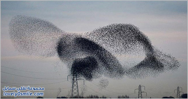 آلاف من طائر الزرزور على الحدود الاسكتلندية