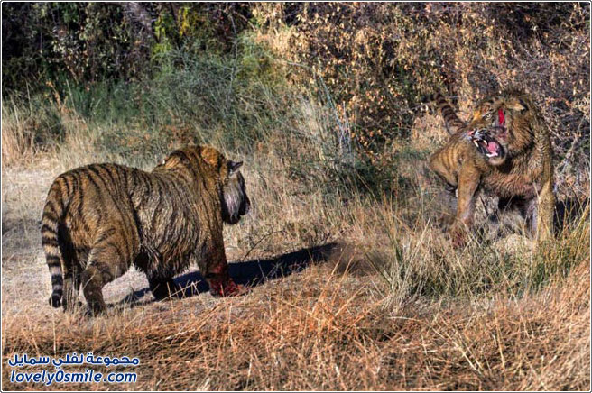 القتال من أجل الأرض بين اثنين من النمور