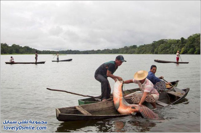 صيد أكبر أسماك المياه العذبة في أمريكا الجنوبية