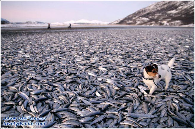 موت ملايين الأسماك بسبب تجمد المياه قبالة سواحل النرويج