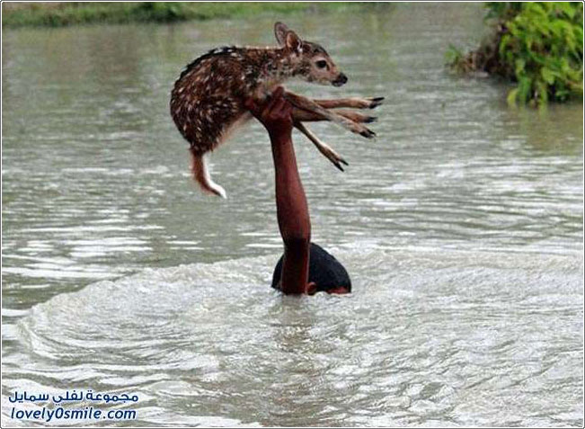 صبي ينقذ ظبي من الغرق في بنجلادش