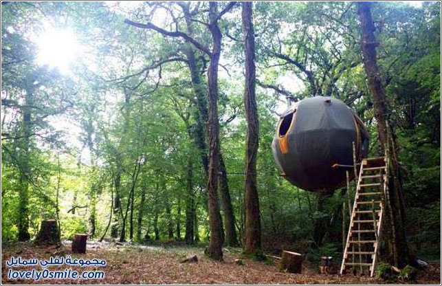 خيمة على شكل كرة معلقة على شجرة