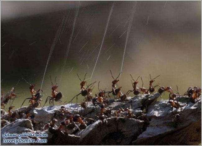 كيف يدافع النمل عن نفسه من الحشرات والطيور