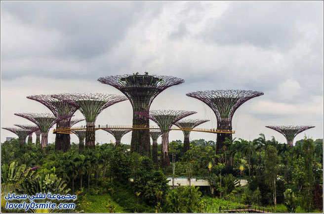 الأشجار الفولاذية تزين حدائق سنغافورة