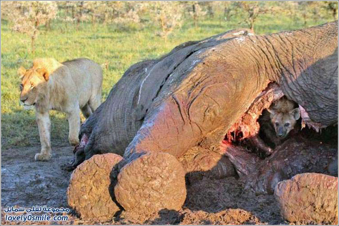 ضبع يختبئ من أسد جائع داخل جثة فيل