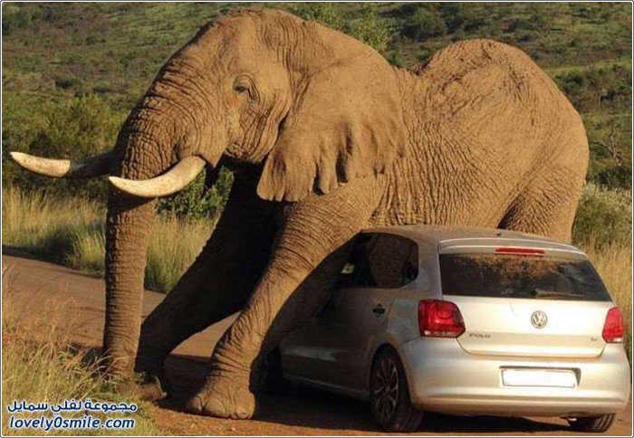 فيل ضد سيارة