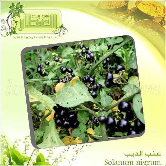 عـنب الديب -  Solanum nigrum