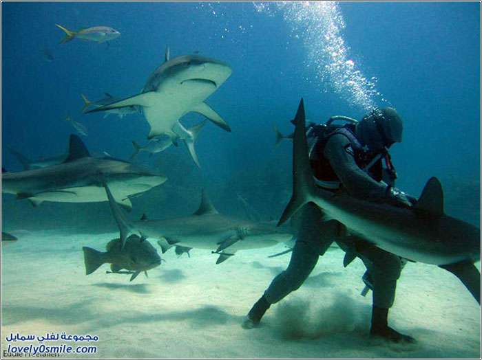 الغوص مع أسماك القرش