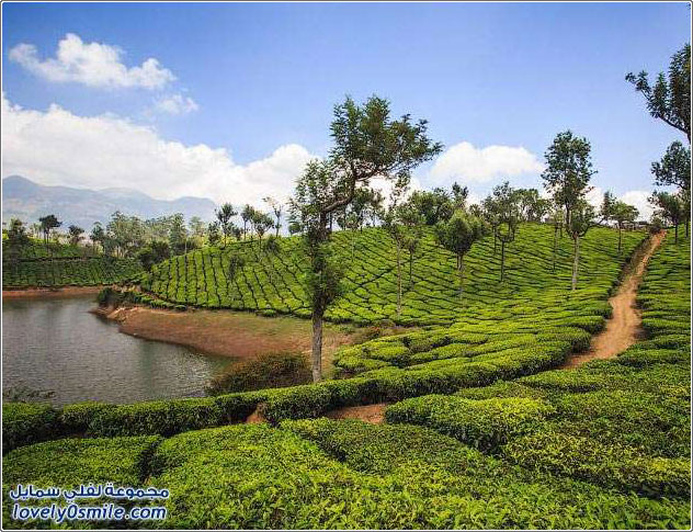 مزارع الشاي في بلدة مونار بولاية كيرلا الهندية