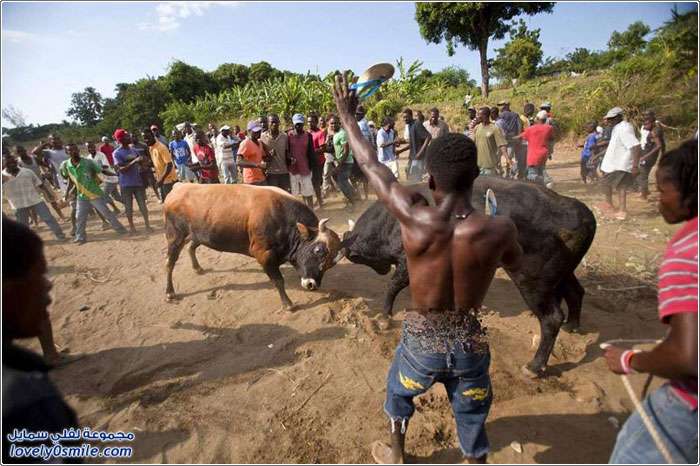 مصارعة الثيران في هاييتي