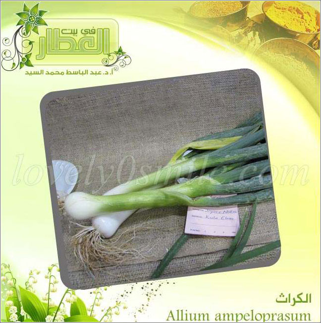 الكراث - Allium Ampeloprasum