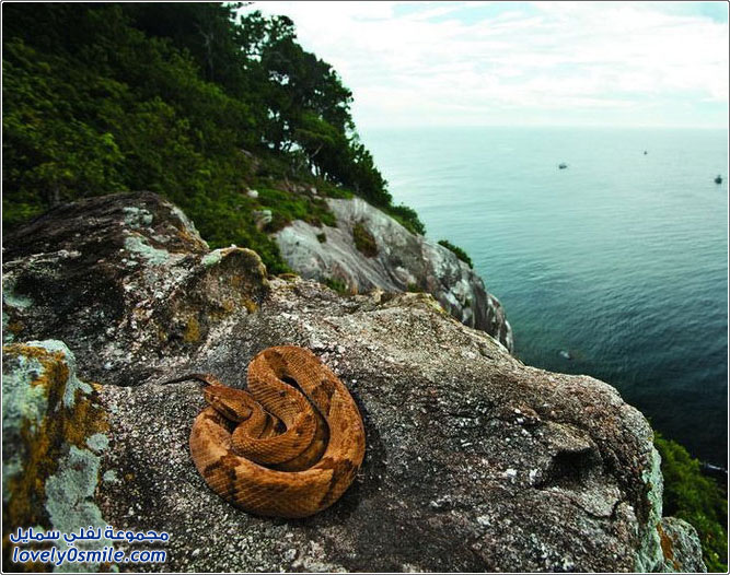 جزيرة الثعابين إيلا كيمادا غراندي البرازيلية