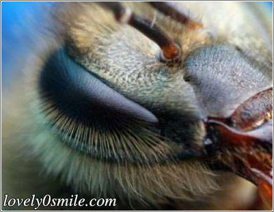 نحلة أسرع من سوبر كمبيوتر - صور
