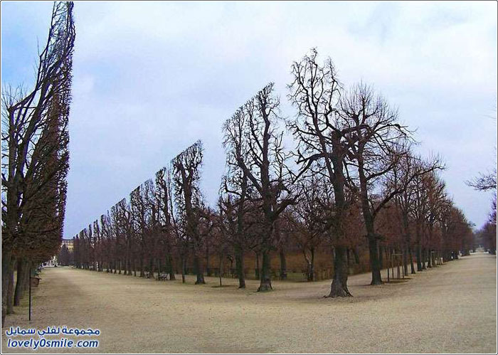 جمال الأشجار المحيطة بقصر شونبرون في فيينا