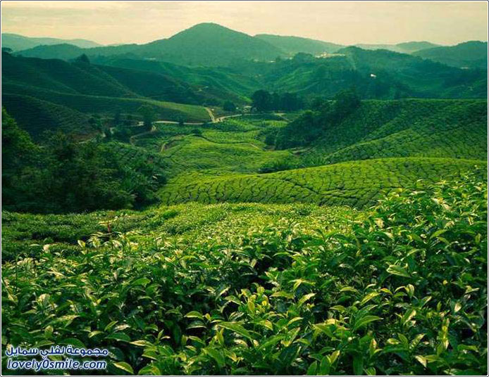 مزارع الشاي في بعض دول العالم