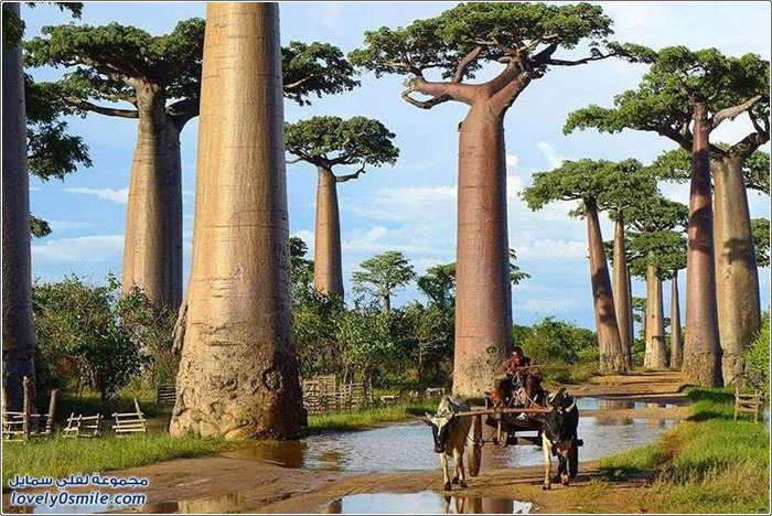 الأشجار الأكثر تميزاً في العالم