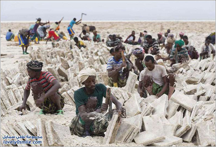معاناة استخراج الملح في إثيوبيا