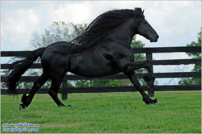 الحصان الأكثر جمالا في العالم