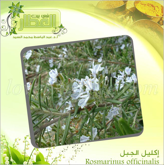 إكليل الجبل Rosmarinus officinalis
