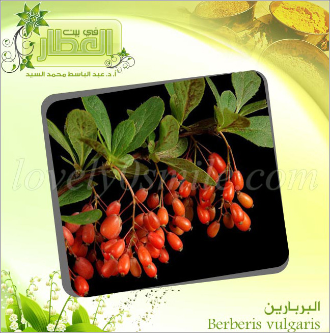 البربارين - Berberis vulgaris