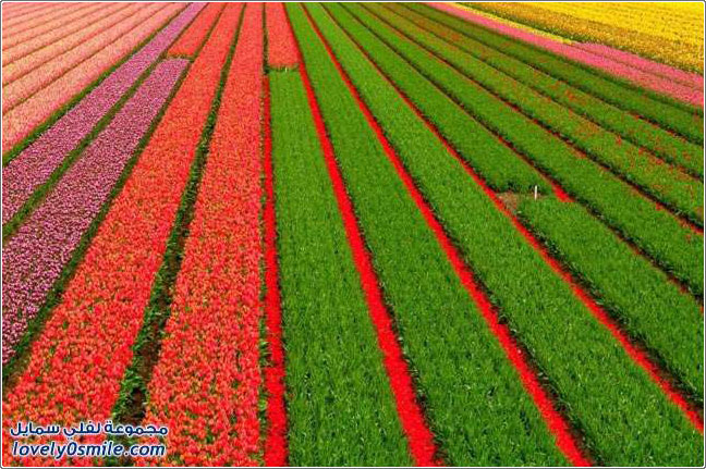 صور من مزارع الورود