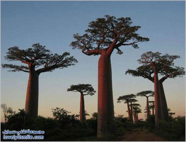 صور لأجمل وأغرب الأشجار في العالم
