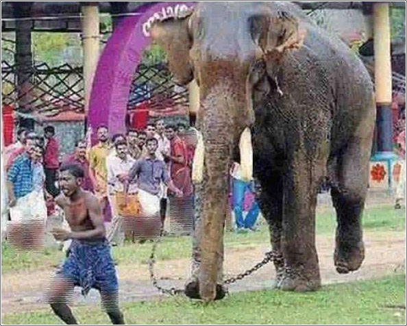 صور: الهروب من الفيل