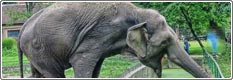 صور من عالم الحيوان: الفيل ج1