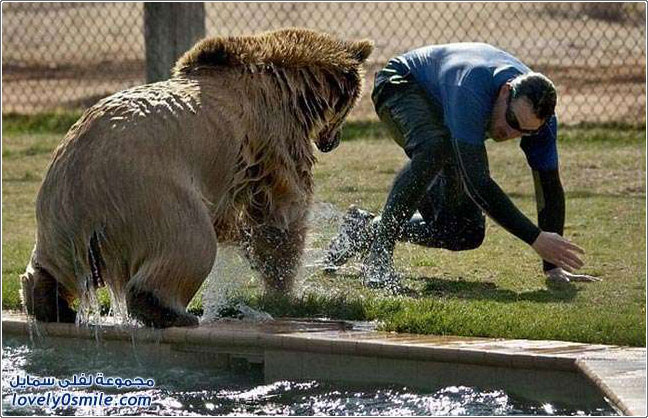 صور: اللعب مع الدببة