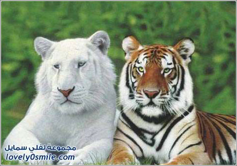 صور من عالم الحيوان: الأسد والفهد والنمر ج1