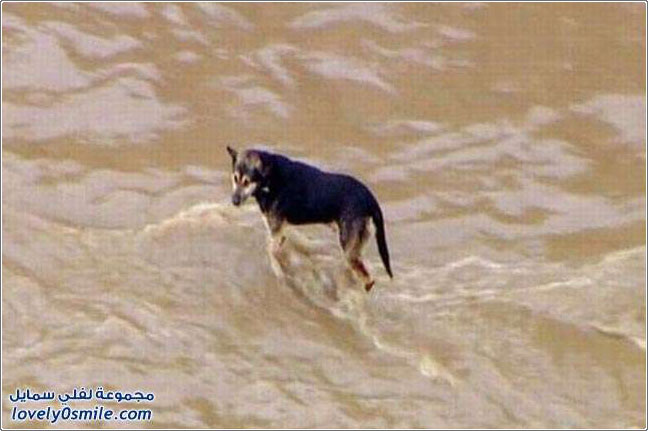 صور إنقاذ كلب من فيضانات