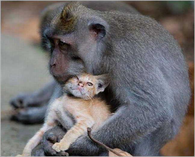 صور القرد والقطة حنان بالغصب